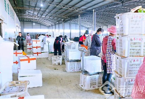 祥云劉廠鎮(zhèn) 黨組織聯(lián)起同心抗疫線 愛心贈蔬果滬滇情誼深